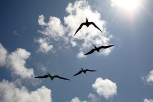 Galapagos Birds